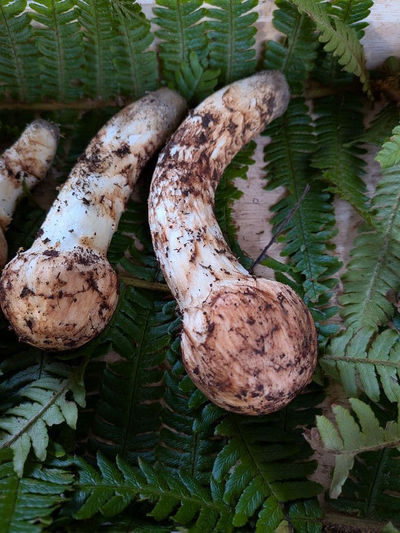 長野県産 松茸 195g 10月21日 採り※シモフリ・クリタケ少し