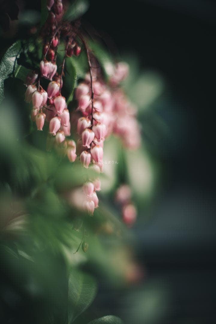 羽瀬川様Super-Takumar 50mm f1.4 前期 オールドレンズ