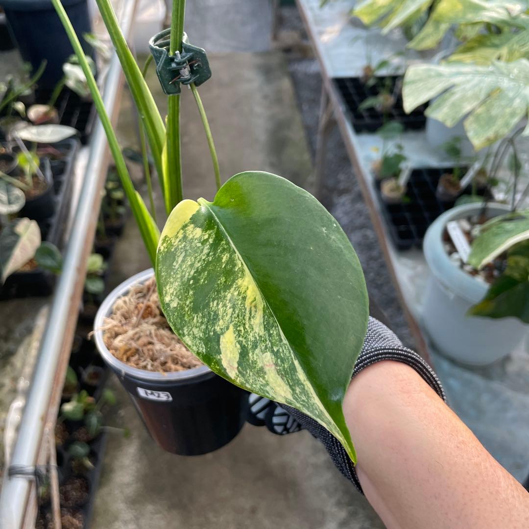 MZ3 モンステラ　イエローマリリン　黄斑入り