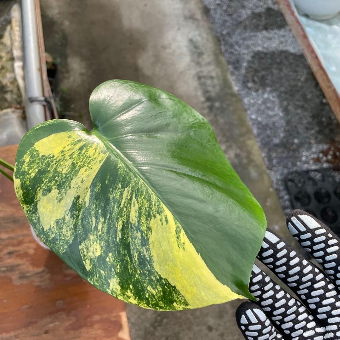 MZ3 モンステラ　イエローマリリン　黄斑入り
