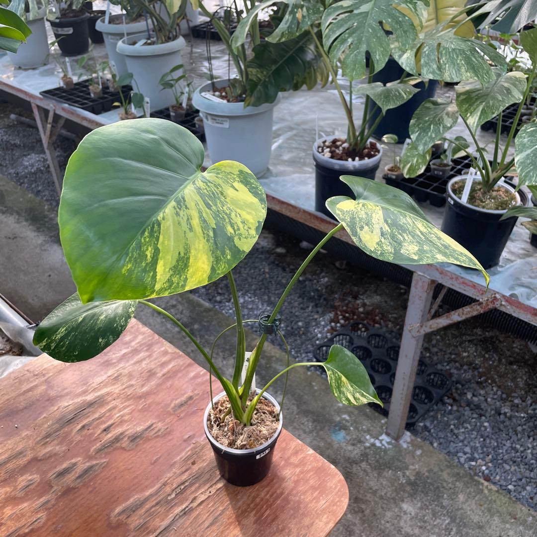 MZ3 モンステラ　イエローマリリン　黄斑入り