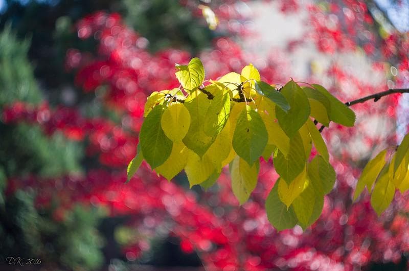 18　未使用　ぐるぐるボケレンズ　 ヘリオス　44-2　M42