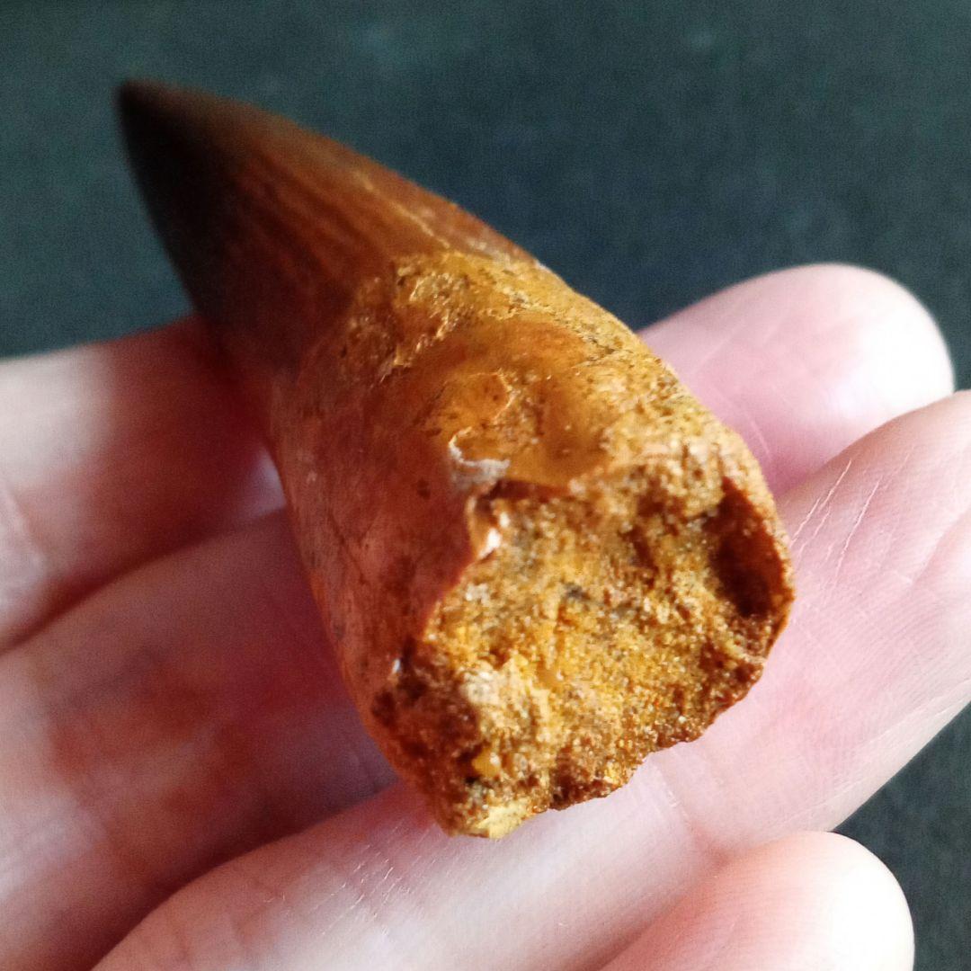 恐竜　スピノサウルス　歯化石　美麗