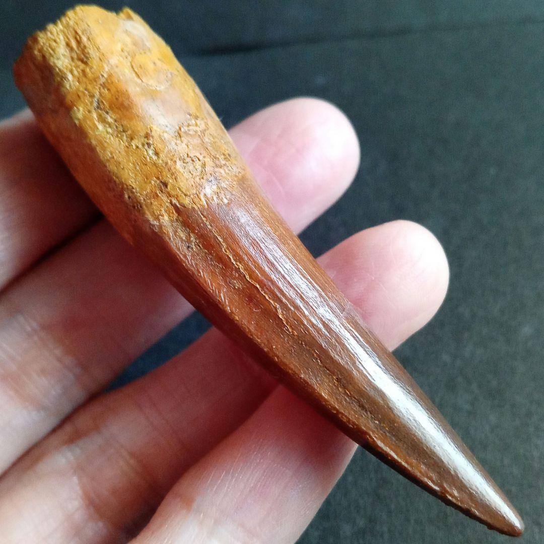 恐竜　スピノサウルス　歯化石　美麗