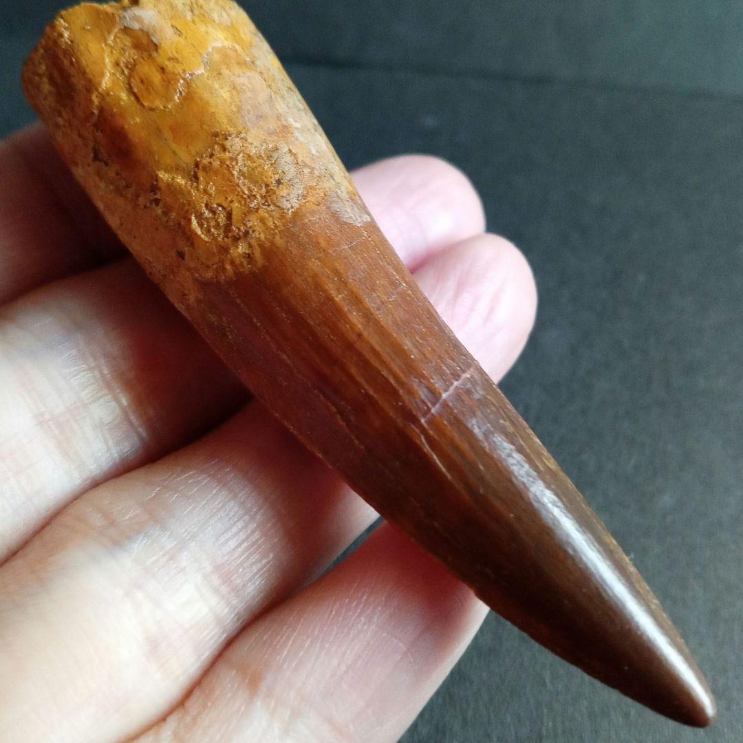 恐竜　スピノサウルス　歯化石　美麗