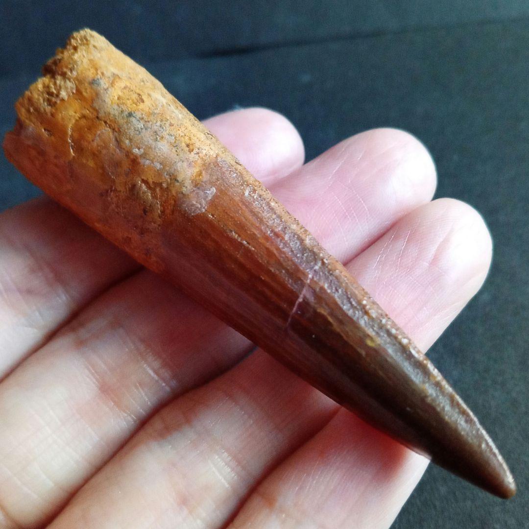 恐竜　スピノサウルス　歯化石　美麗