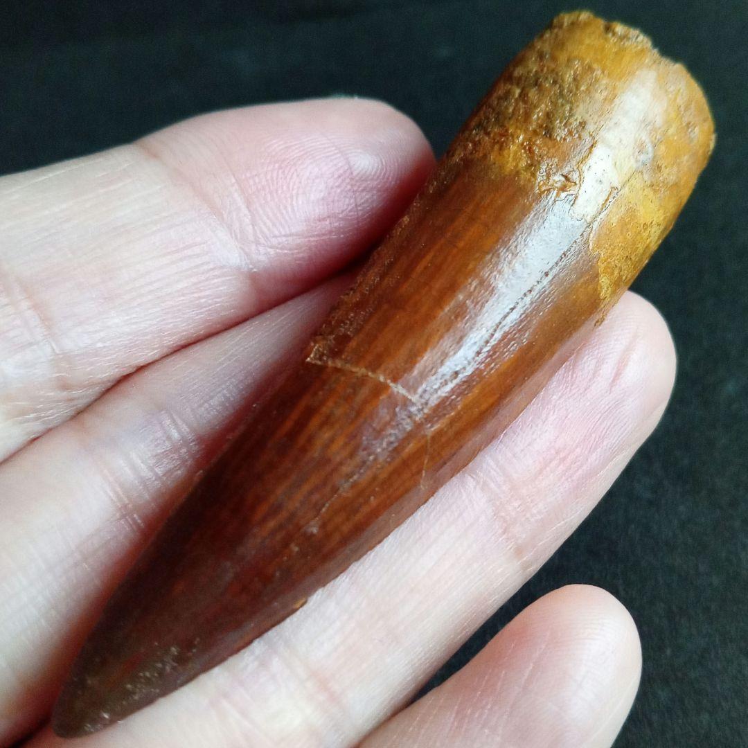 恐竜　スピノサウルス　歯化石　美麗