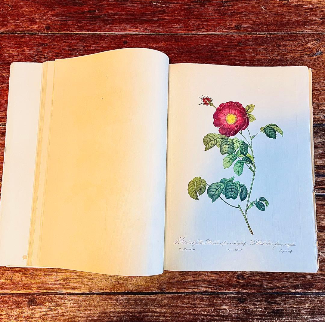 超希少！50年代洋書 ピエール ジョゼフルドゥーテ アンティーク薔薇画集