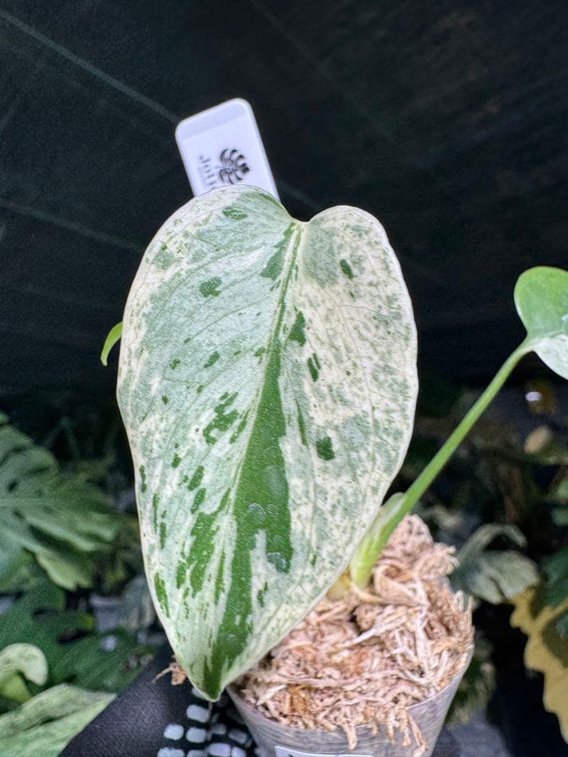 MB17モンステラ　デリシオーサ　ベトシオーサ　2寸ポリポット　ネコポス発送