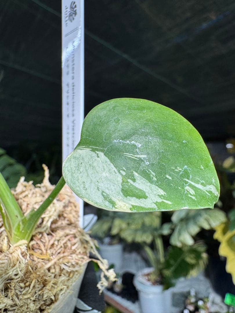 MB17モンステラ　デリシオーサ　ベトシオーサ　2寸ポリポット　ネコポス発送