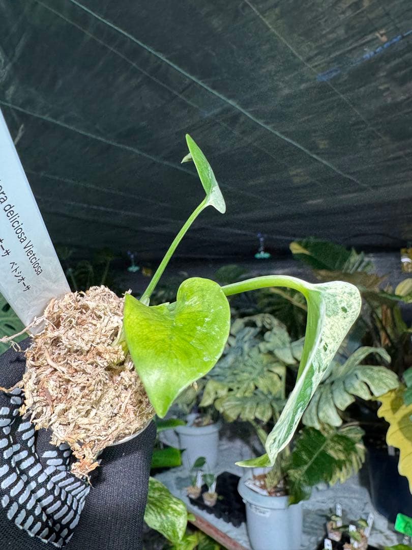 MB17モンステラ　デリシオーサ　ベトシオーサ　2寸ポリポット　ネコポス発送