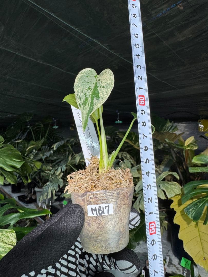 MB17モンステラ　デリシオーサ　ベトシオーサ　2寸ポリポット　ネコポス発送