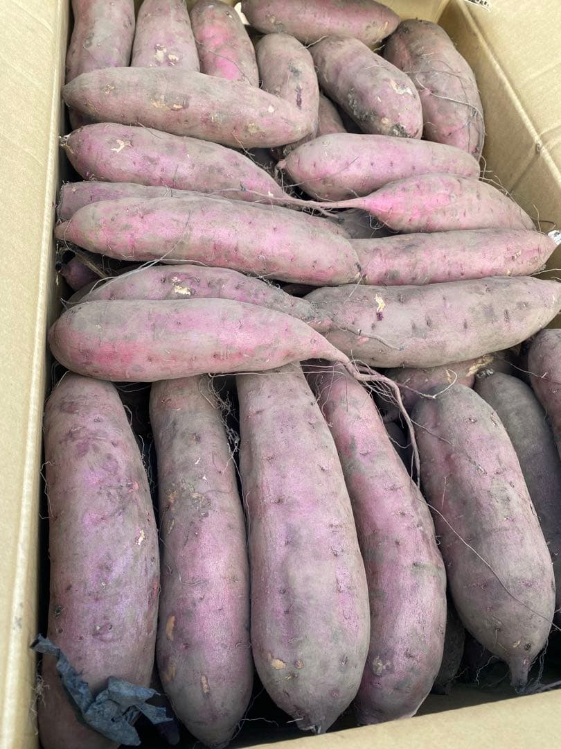 紅はるか・焼き芋サイズSML混合300キロ・茨城県那珂市産・業者様・焼き芋屋に♪