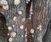 AKOさまご予約専用 大分県名産 生どんこ椎茸「秋子」ダブル