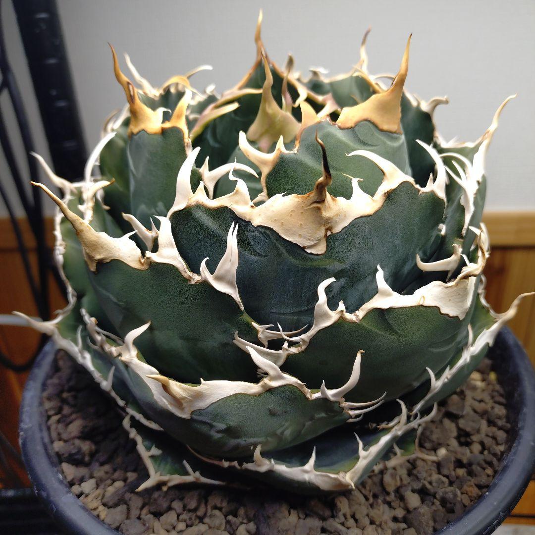 アガベ チタノタ 白鯨 WW3 コレクション株 いいね不要