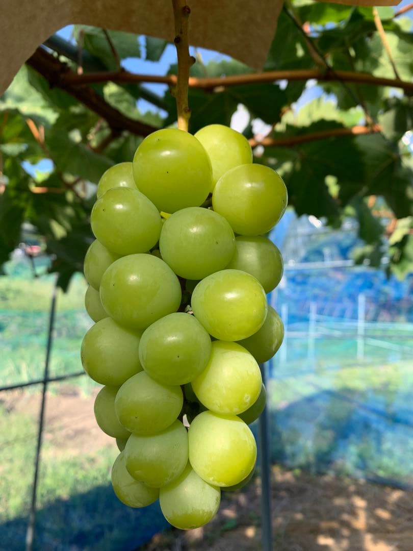 ゆぅら様リピート