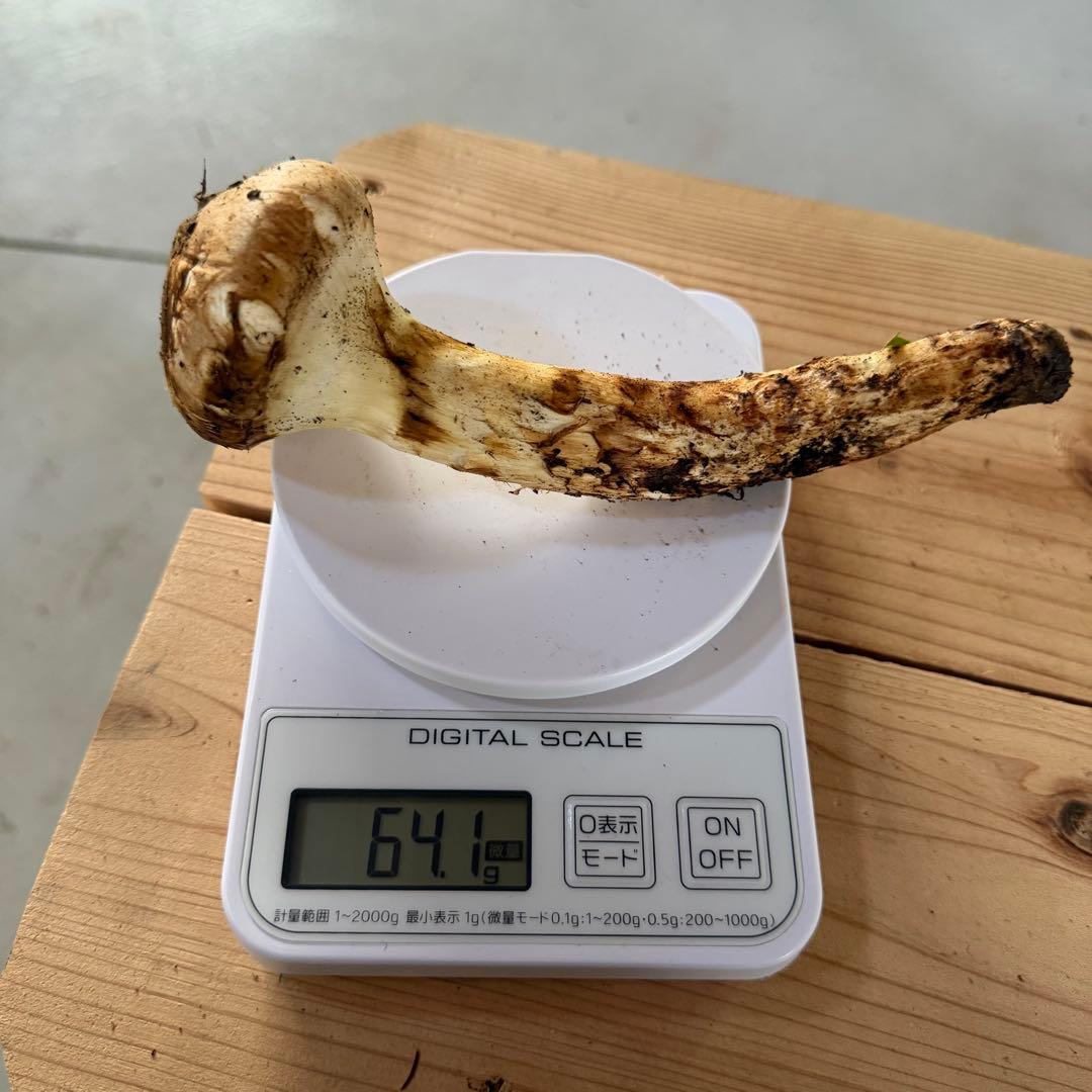 ②なおちゃん即日発送可能採れたて 和歌山県産 天然松茸 2本 102.1g