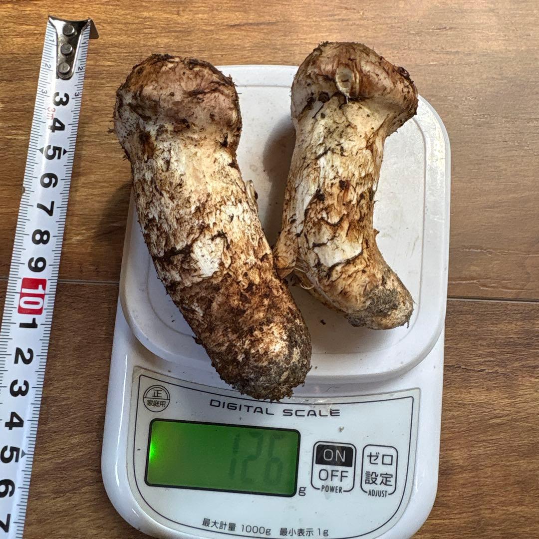 長野県南信州産‼️松茸 2本セット 126g 11/7朝採れ