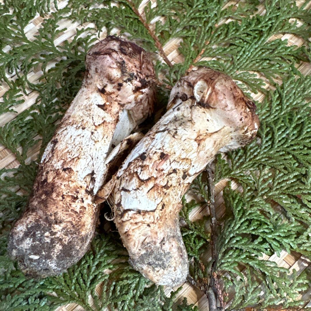 長野県南信州産‼️松茸 2本セット 126g 11/7朝採れ