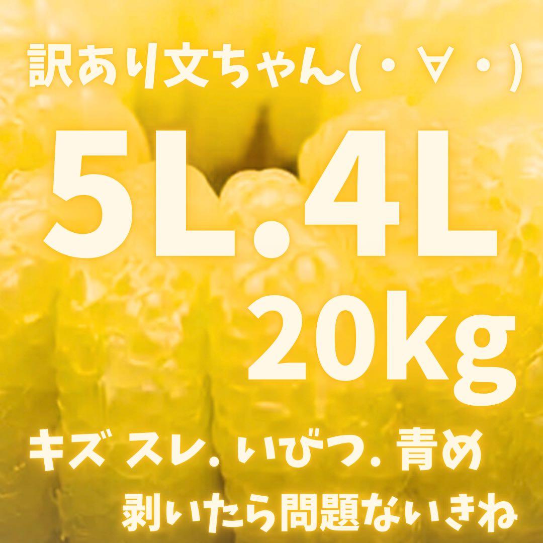 文旦　水晶文旦　みかん　好きに　　訳あり48