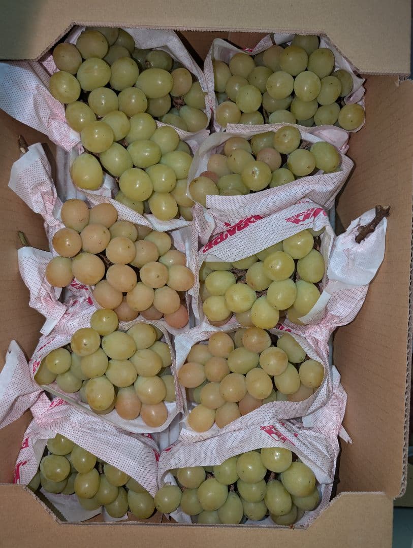 山梨県産ぶどう　サンシャインレッド　10房入り箱込み約5.1kg