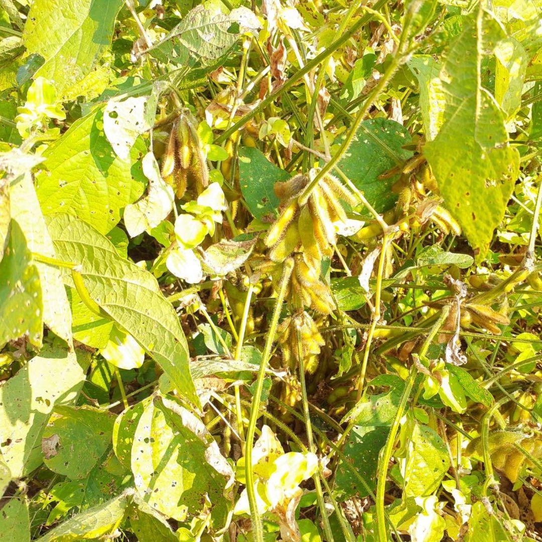 自然栽培　幻の大豆『八天狗』10kg 熊本県産