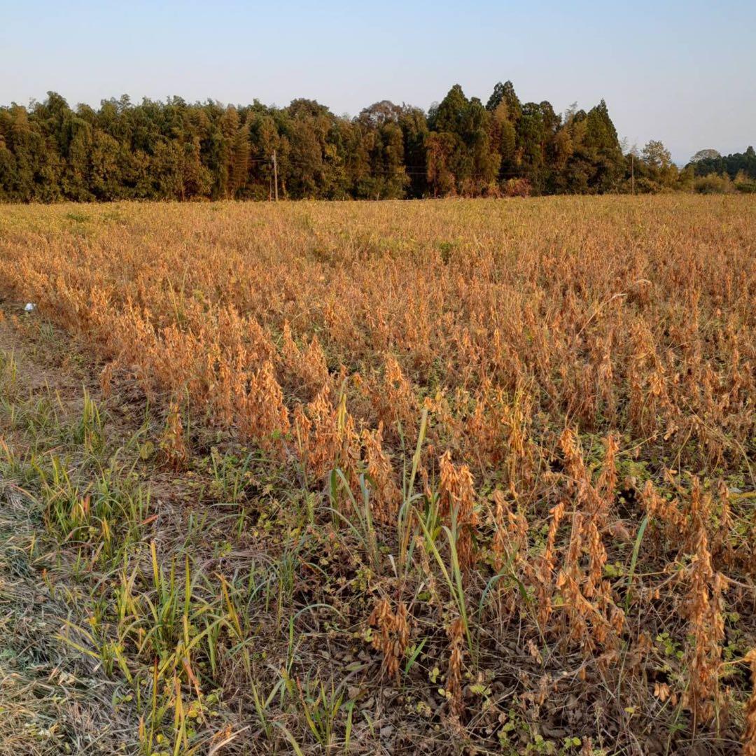自然栽培　幻の大豆『八天狗』10kg 熊本県産