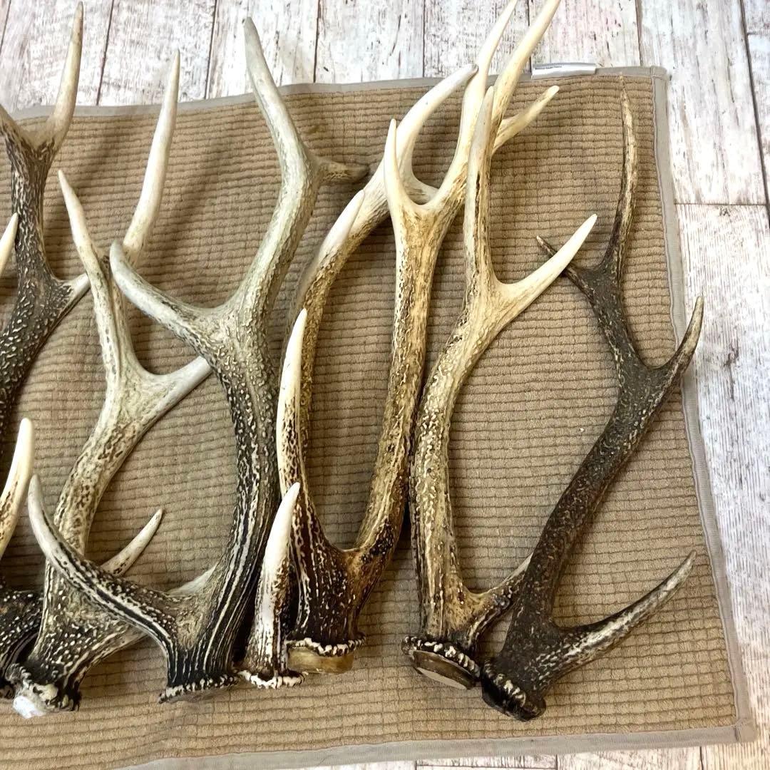 鹿の角 まとめて9本セット　日本鹿