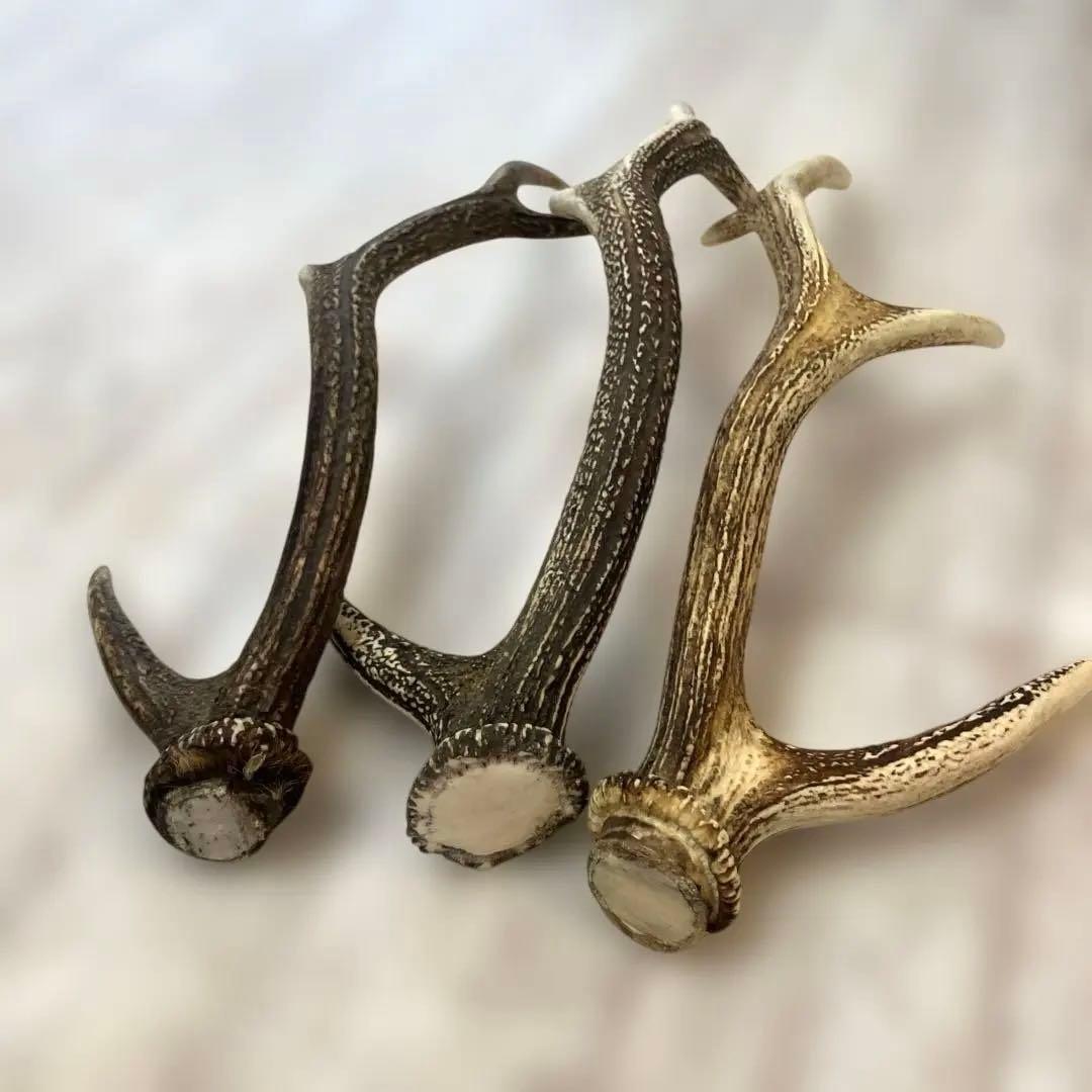 鹿の角 まとめて9本セット　日本鹿