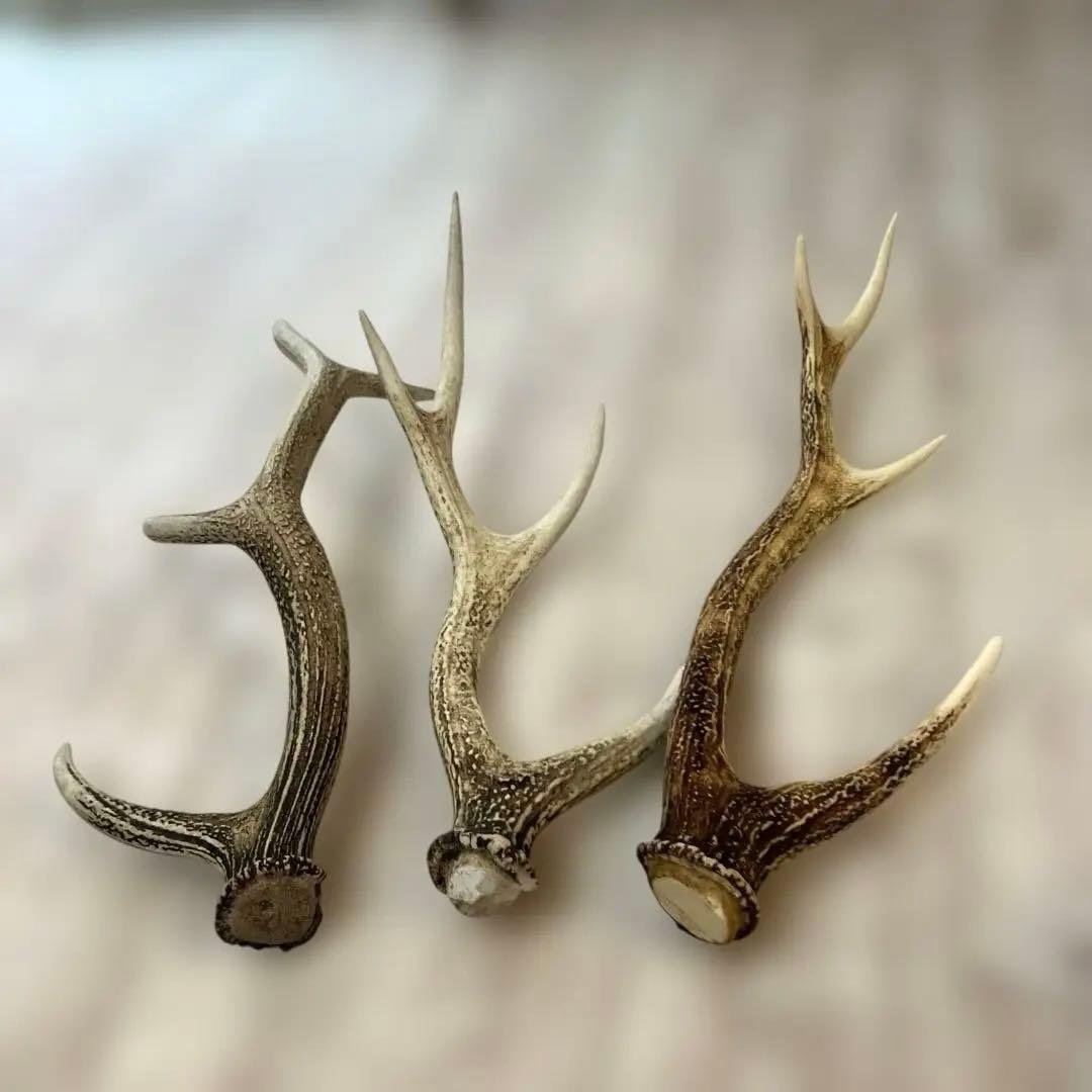 鹿の角 まとめて9本セット　日本鹿
