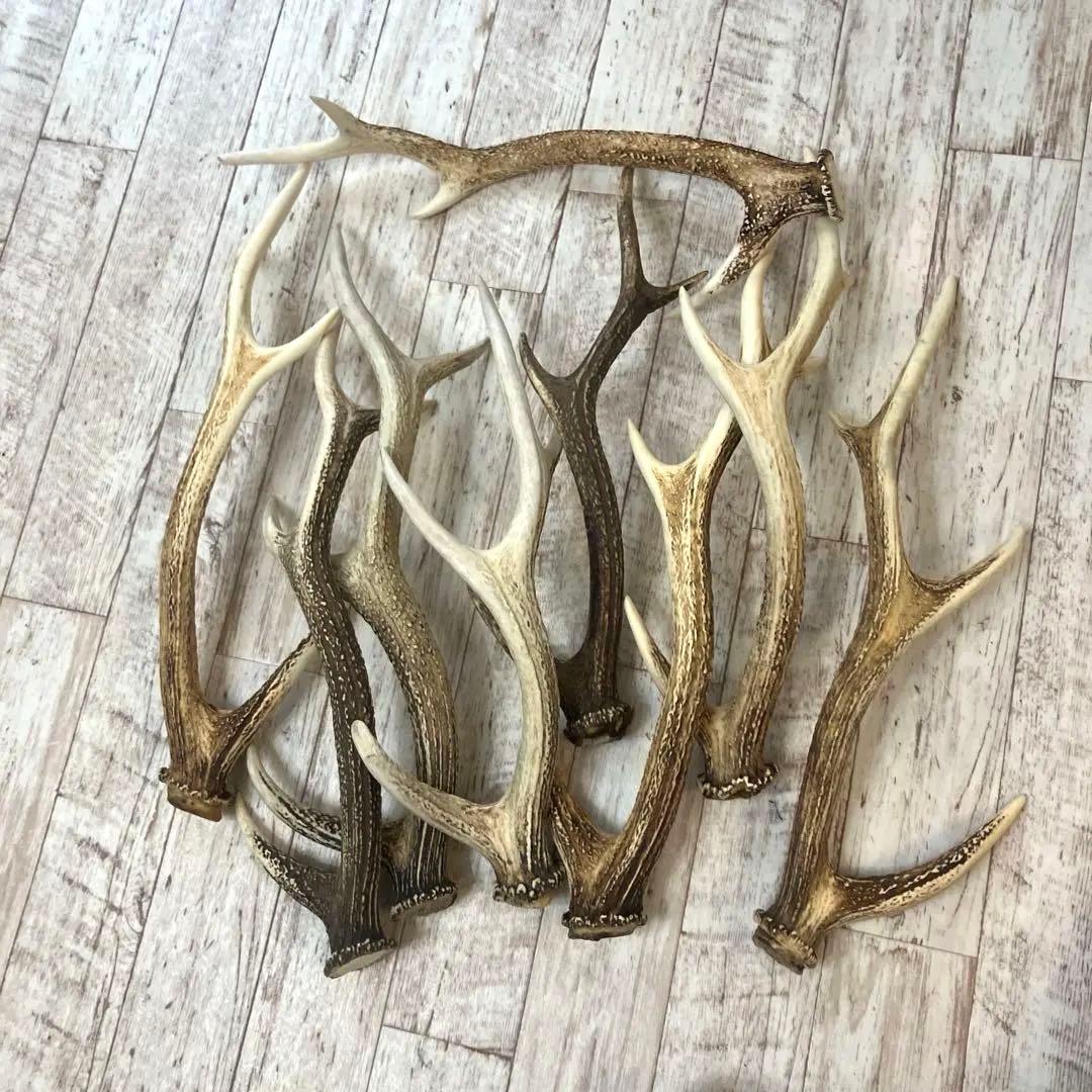 鹿の角 まとめて9本セット　日本鹿