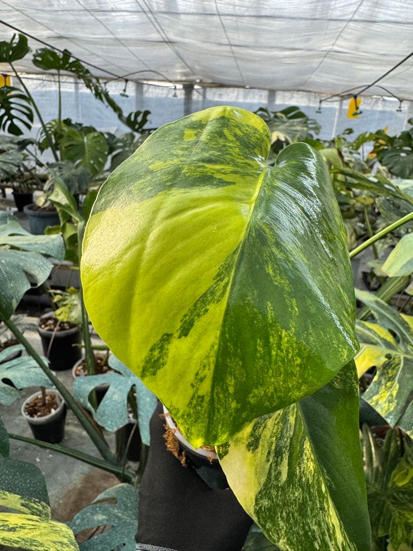 12モンステラ　イエローマリリン　黄斑入り