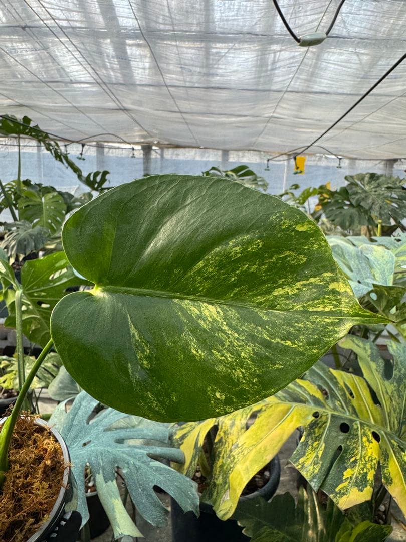 12モンステラ　イエローマリリン　黄斑入り