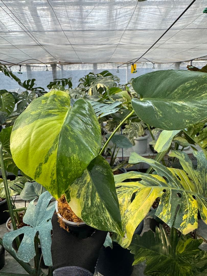 12モンステラ　イエローマリリン　黄斑入り