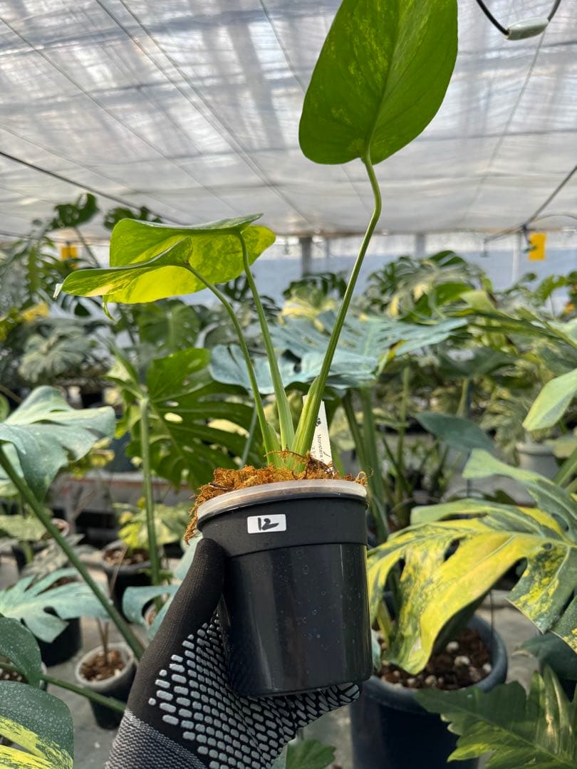 12モンステラ　イエローマリリン　黄斑入り