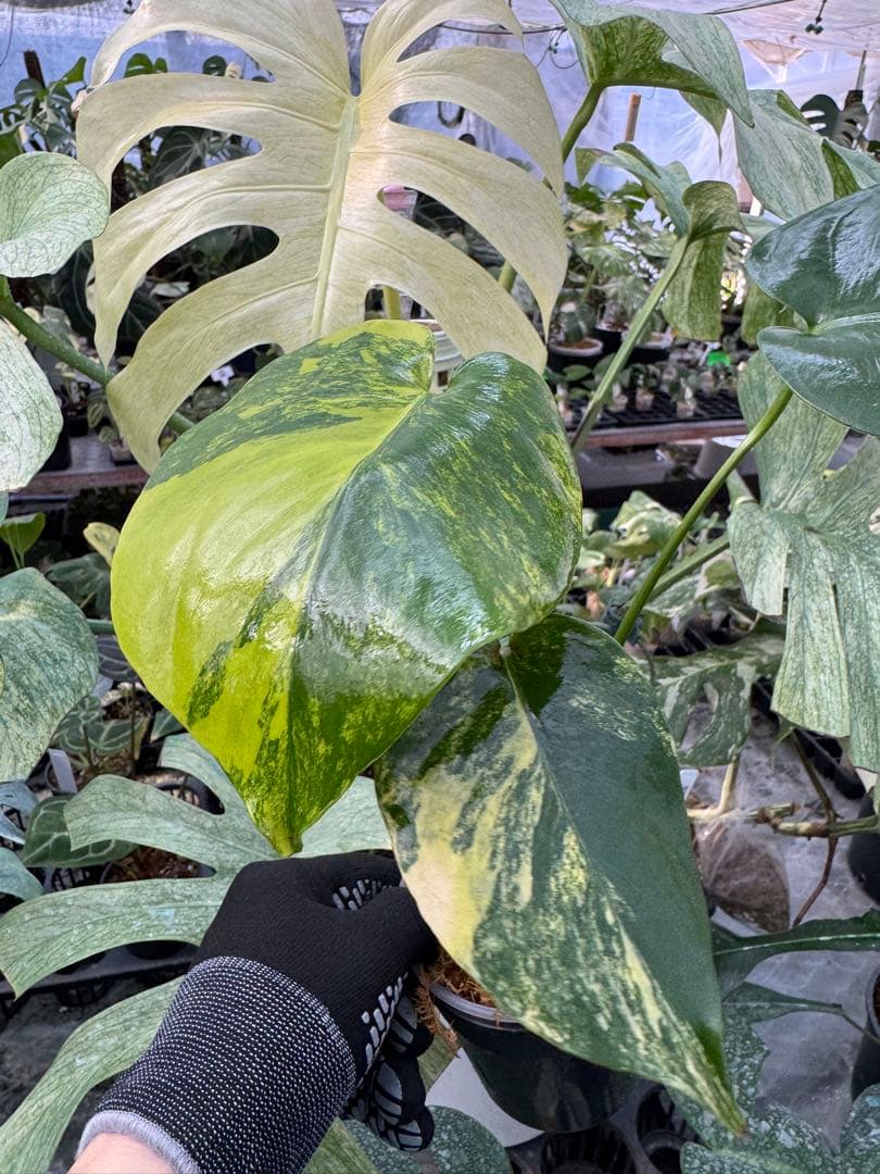 12モンステラ　イエローマリリン　黄斑入り