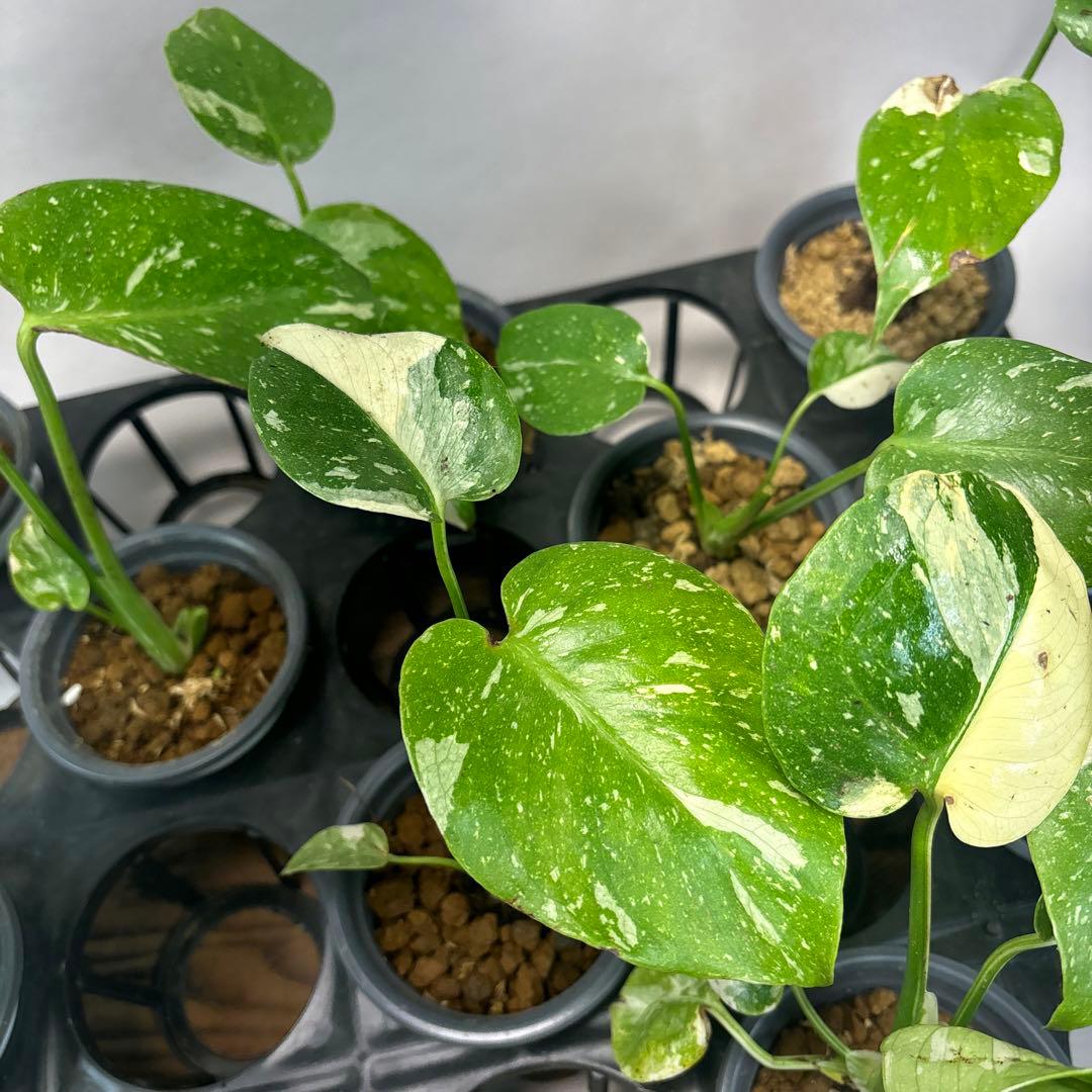 壱*）様 訳あり10株セットms75【特別選抜】モンステラ・タイコンステレーショ