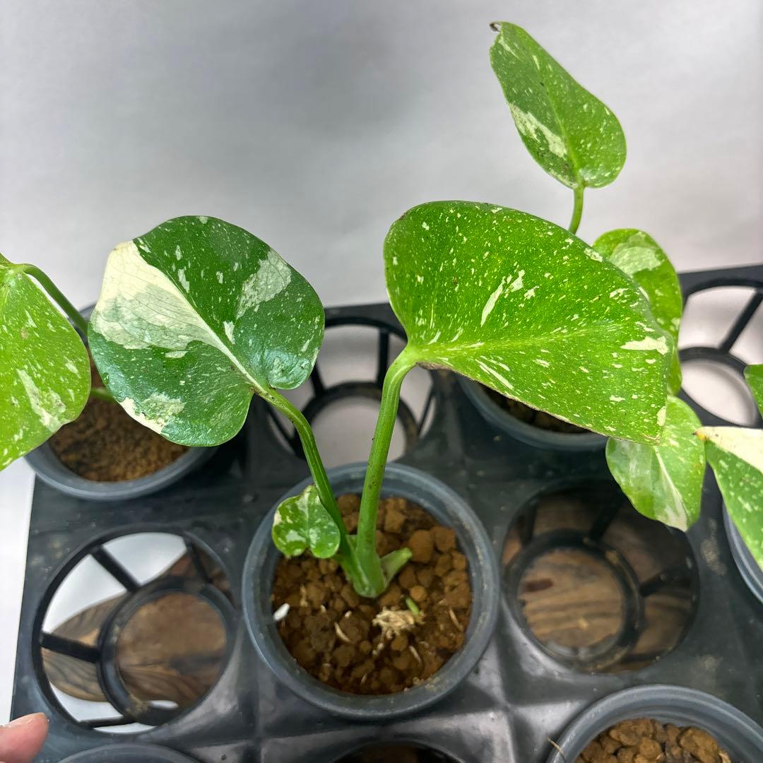 壱*）様 訳あり10株セットms75【特別選抜】モンステラ・タイコンステレーショ