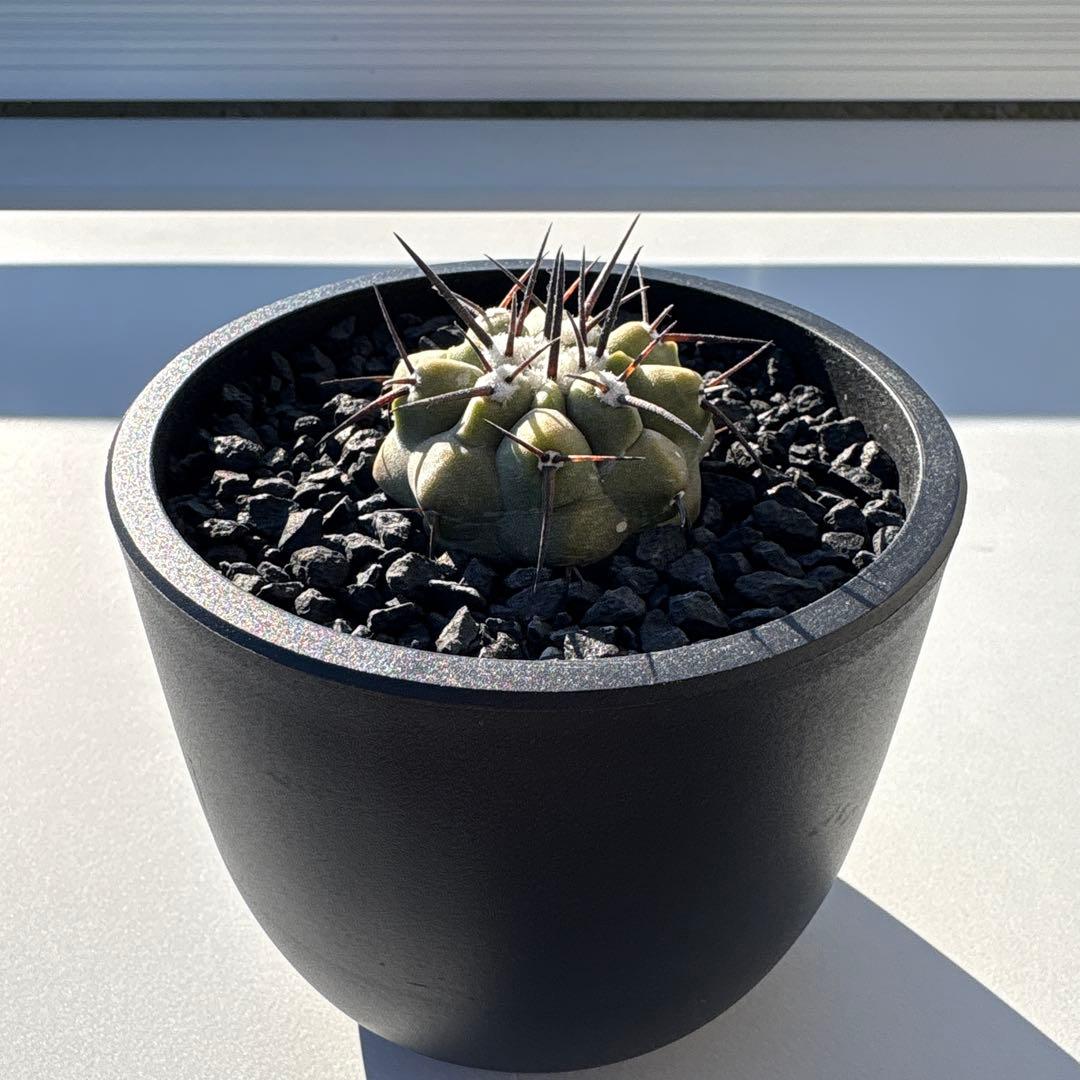 コピアポア　黒王丸　実生