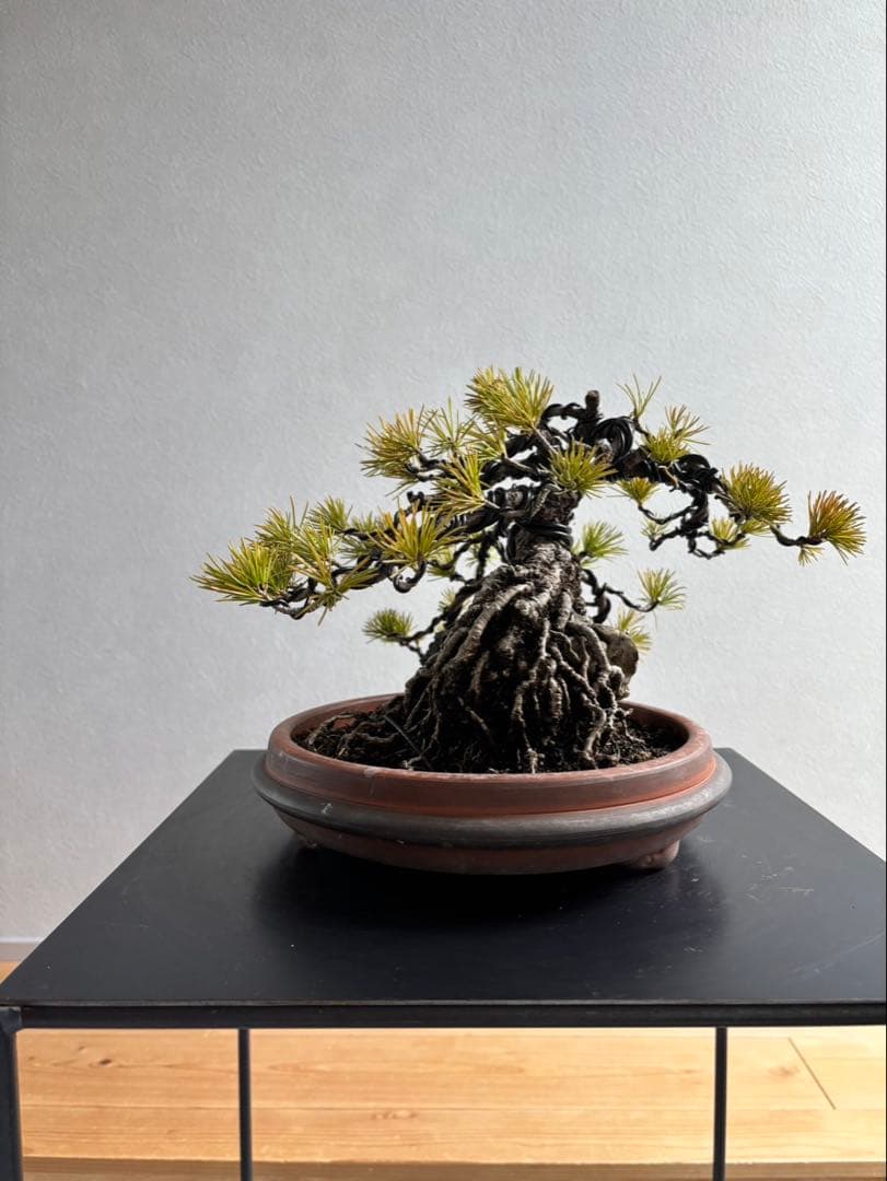五葉松　盆栽　模様木　石付き　根上がり　樹齢25年