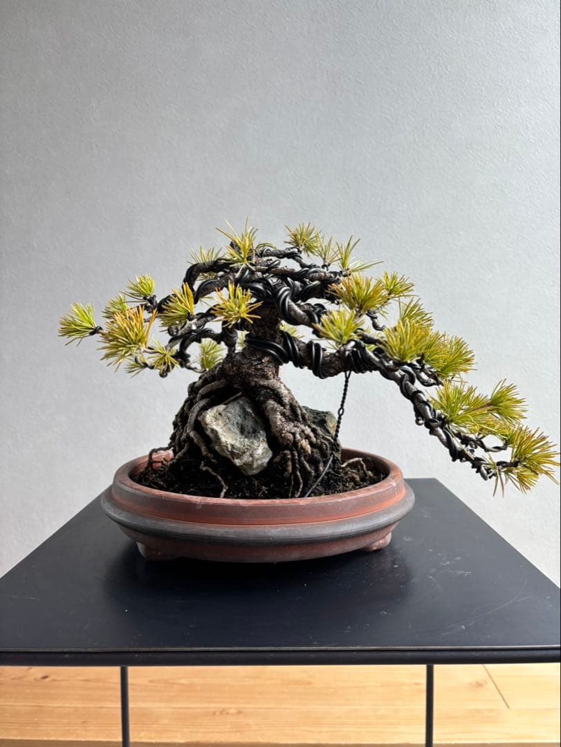 五葉松　盆栽　模様木　石付き　根上がり　樹齢25年