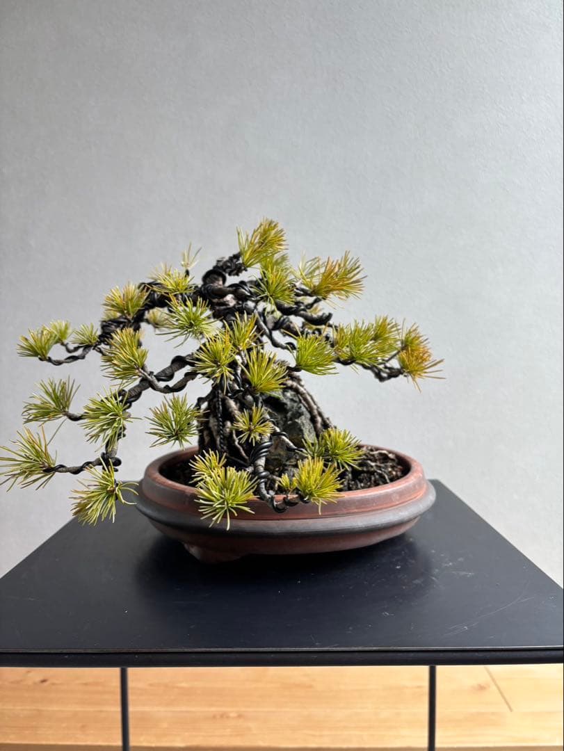 五葉松　盆栽　模様木　石付き　根上がり　樹齢25年