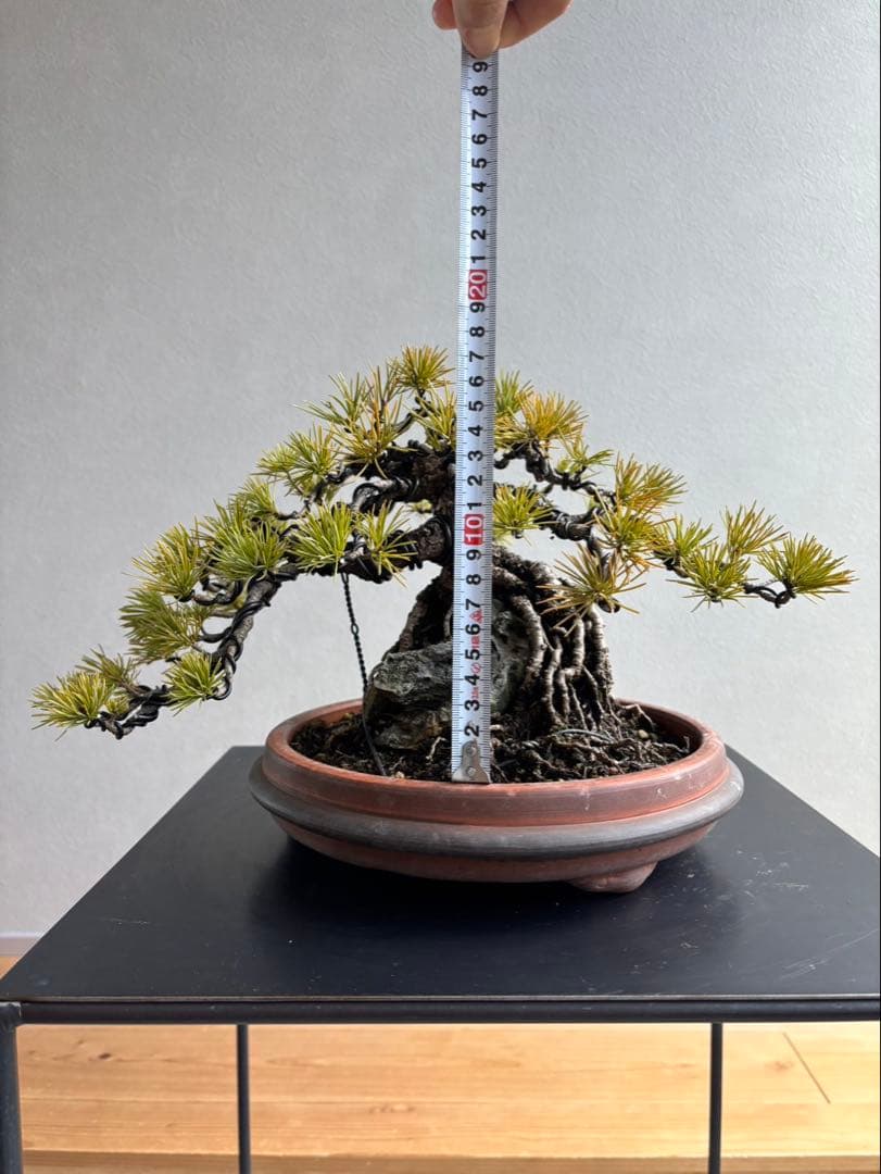 五葉松　盆栽　模様木　石付き　根上がり　樹齢25年