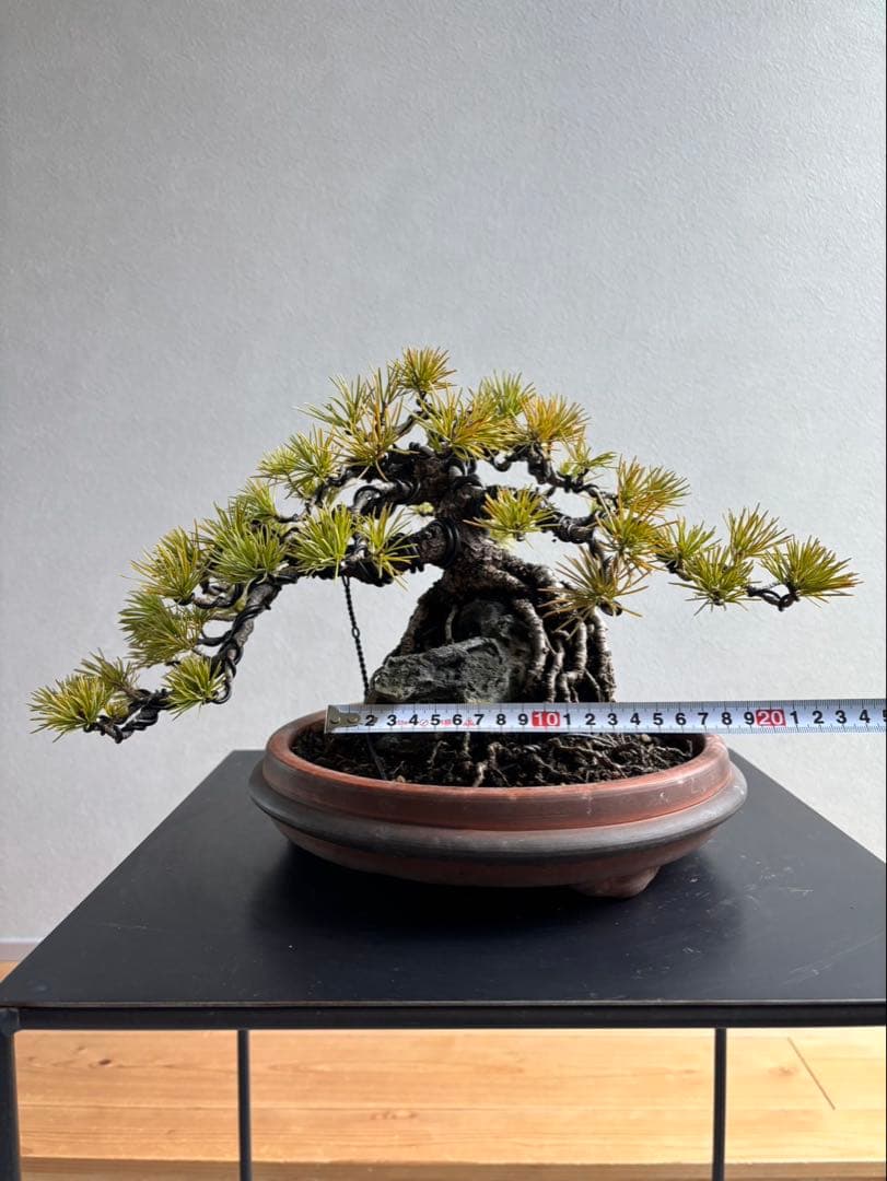 五葉松　盆栽　模様木　石付き　根上がり　樹齢25年