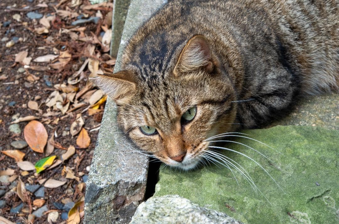 【黒死病対策】【内臓電池交換】PENTAX K-50 綺麗なホワイト＋WRレンズ