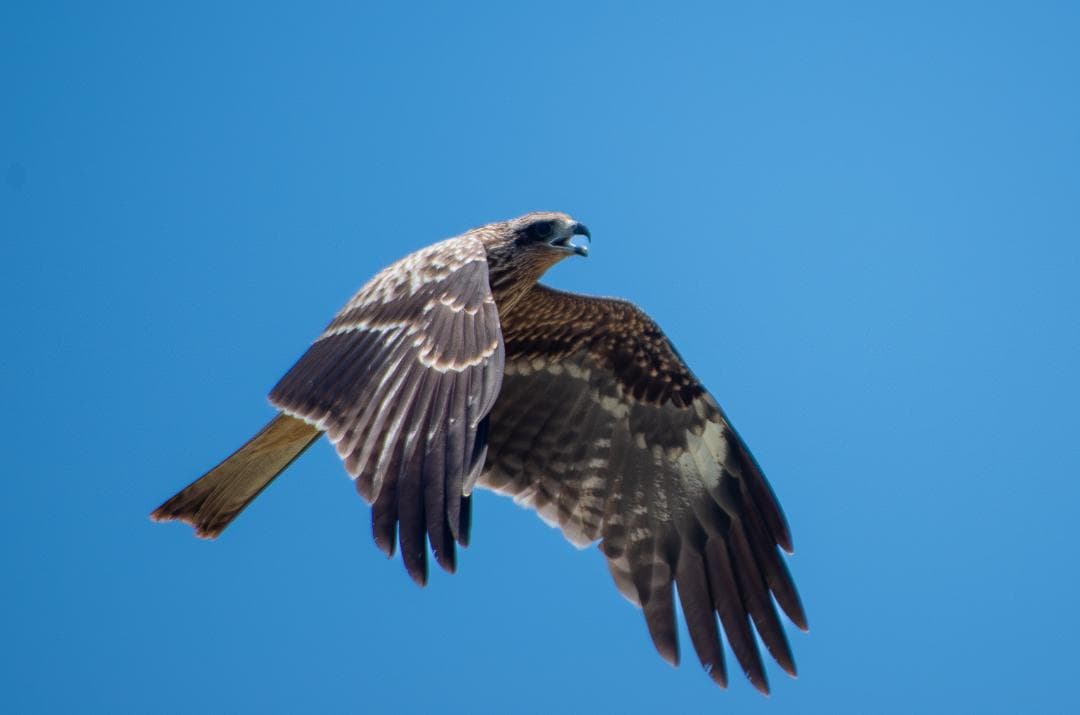 【黒死病対策】【内臓電池交換】PENTAX K-50 綺麗なホワイト＋WRレンズ