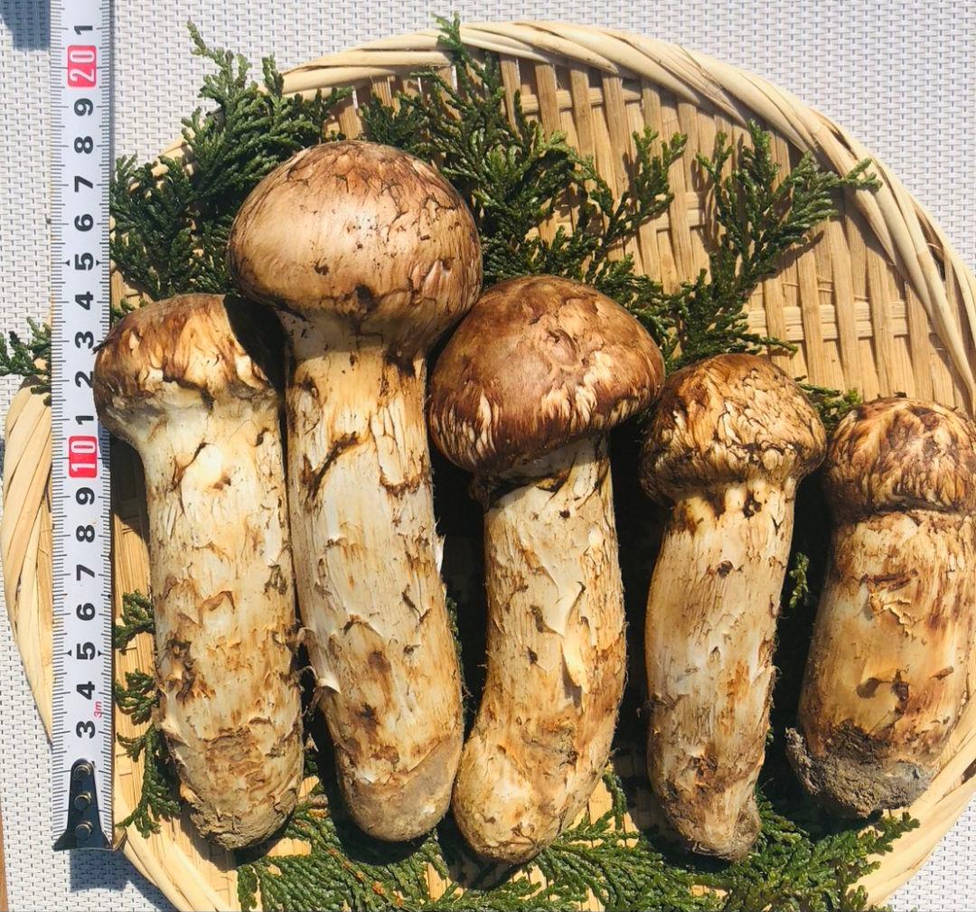 10/15 朝採れ国産岩手県沿岸松茸477g