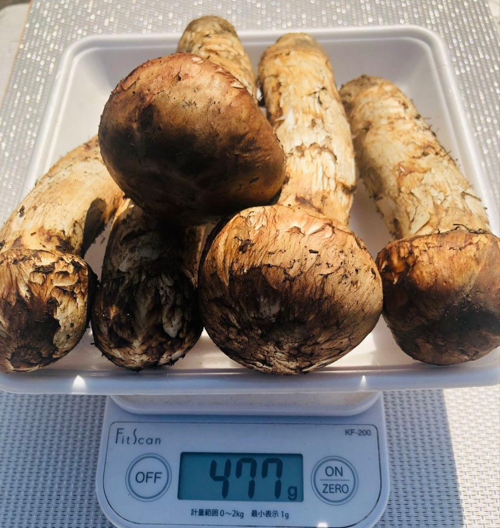10/15 朝採れ国産岩手県沿岸松茸477g