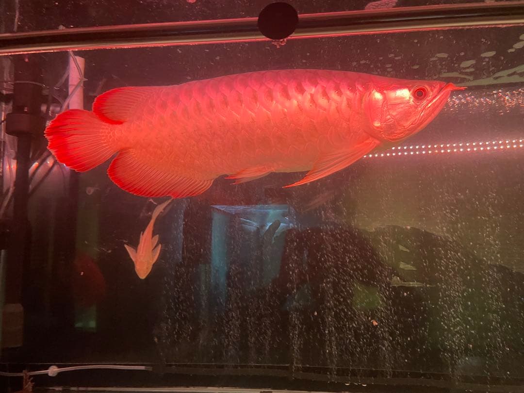 でんらい水槽用LED水中ライト1800紅龍専用(値下げします)