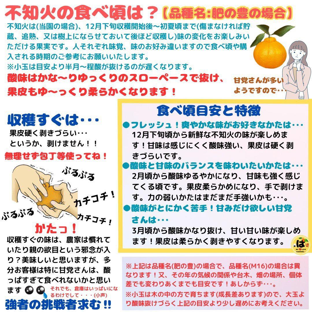※確認用　家庭用　大玉MIX箱込み9.5kg以上【露地栽培　不知火　デコポン】
